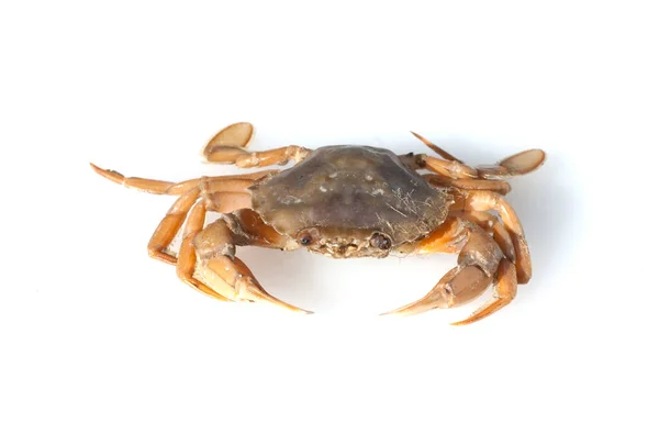 Crabe Frais Isolé Sur Fond Blanc — Photo