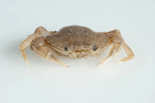 Fresh Crab White Background — Stock Photo, Image