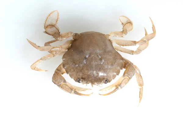 白色背景的新鲜螃蟹 — 图库照片