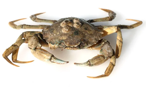Krabbe Isoliert Auf Weißem Hintergrund — Stockfoto