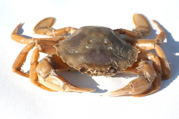 Crabe Sur Fond Blanc — Photo