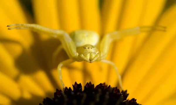 Krabbenspinne Misumena Vatia Veraenderliche Krabbenspinne Passt Sich Der Pflanzenfarbe Mimikry — Stock fotografie