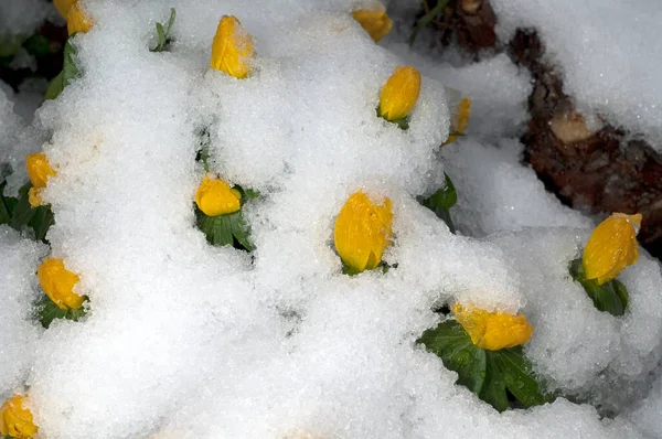 Žluté Květy Sněhu — Stock fotografie