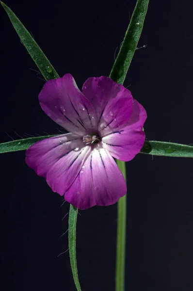 Hermosa Flor Púrpura Jardín — Foto de Stock