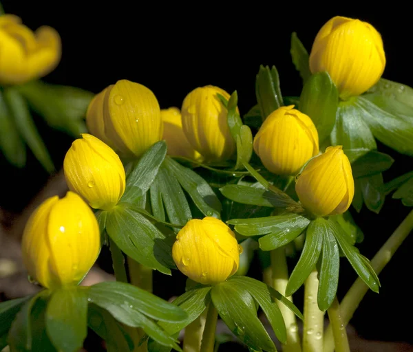 Mooie Gele Tulpen Tuin — Stockfoto
