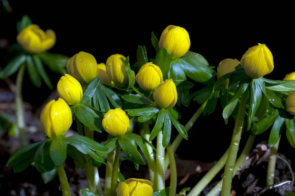 Mooie Gele Bloemen Tuin — Stockfoto