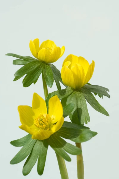 Yellow White Flowers Light Background — Stock Photo, Image