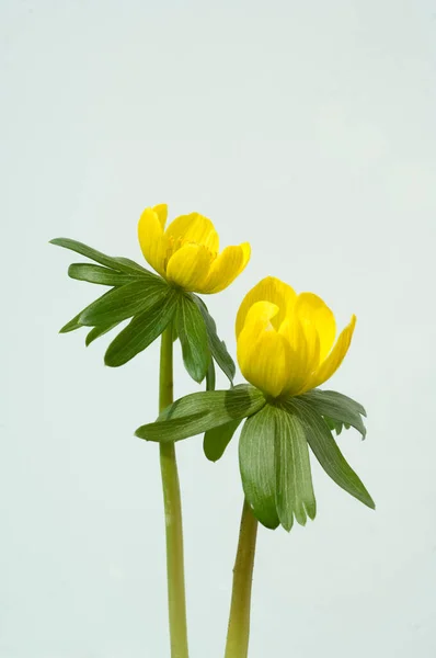Amarelo Daffodil Flor Fundo Branco — Fotografia de Stock