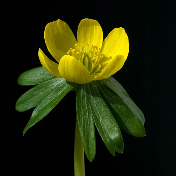 Bela Flor Amarela Fundo Preto — Fotografia de Stock