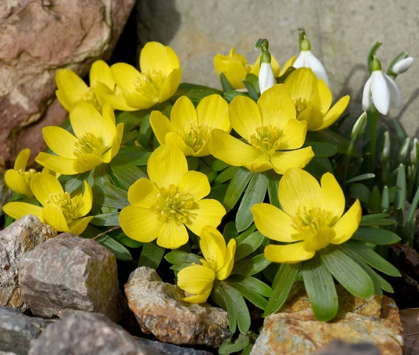 Феллинг Eranthis Hyemalis Ist Blume Die Winter Blufeld Und Blufeld — стоковое фото