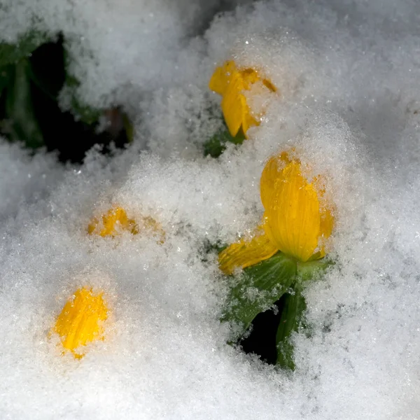 Gelbe Blume Schnee — Stockfoto