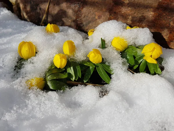 Fleurs Jaunes Printemps Sur Neige — Photo