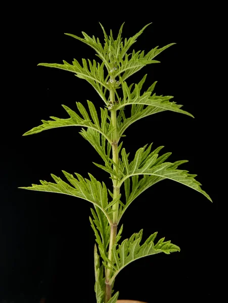 Hojas Verdes Una Planta Sobre Fondo Negro — Foto de Stock