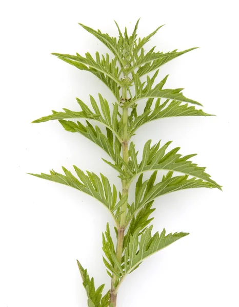 Fresh Green Leaves Rosemary Isolated White Background — Stock Photo, Image