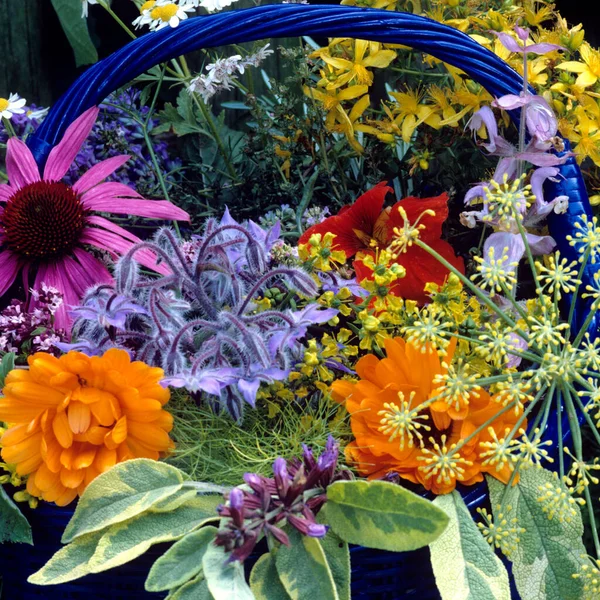 Schöne Blumen Garten — Stockfoto