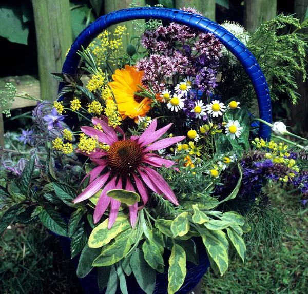 Schöne Blumen Garten — Stockfoto