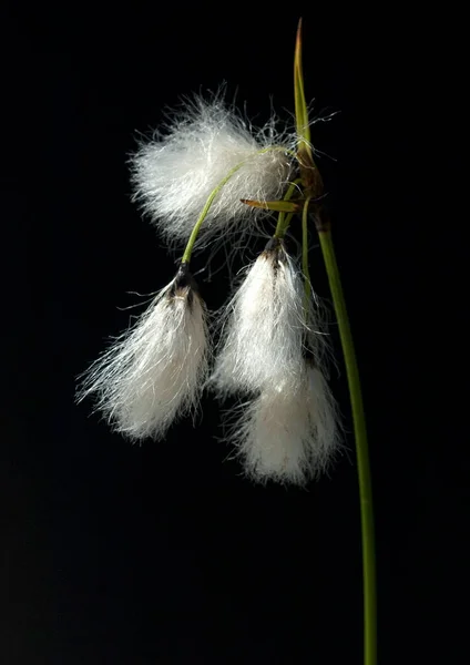 White Fluffy Dandelion Black Background — Stock Photo, Image