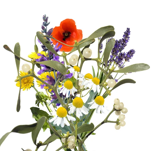 Schöne Blumen Isoliert Auf Weißem Hintergrund — Stockfoto