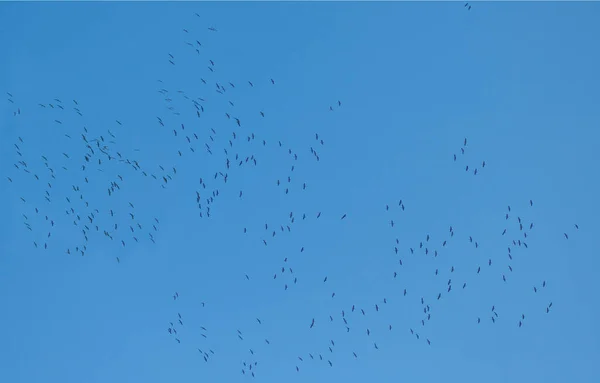 Flock Fåglar Himlen — Stockfoto