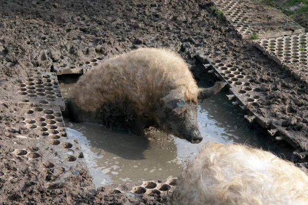 Wollschwein Mangalica Arche Hof Bedrohte — Fotografia de Stock