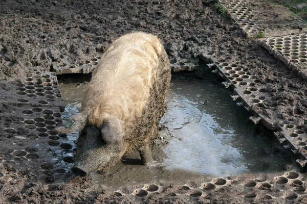 Wollschwein Mangalica Arche Hof Bedrohte — Foto Stock