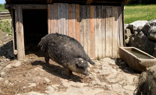 Wollschwein Sus Scrofa Mangalica — Stockfoto