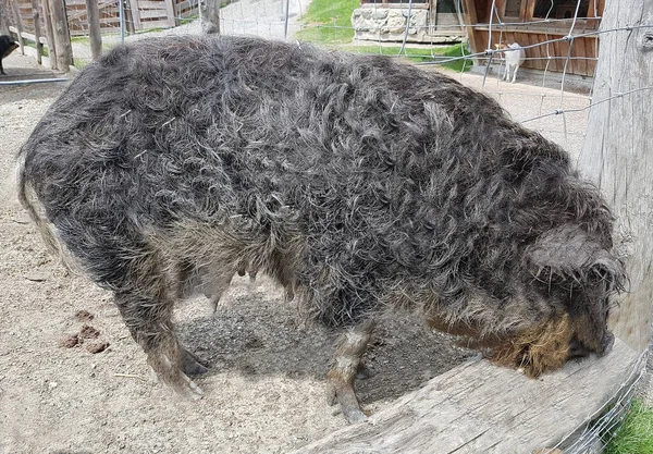 Wollschwein Sus Scrofa Domestica Mangalica — Stok fotoğraf