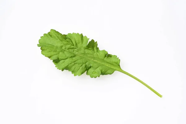 Gartenkresse Lepidium Sativum Ist Eine Wichtige Heil Und Medizinalpflanze Dalam — Stok Foto