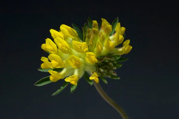 Flor Amarela Fundo Preto — Fotografia de Stock