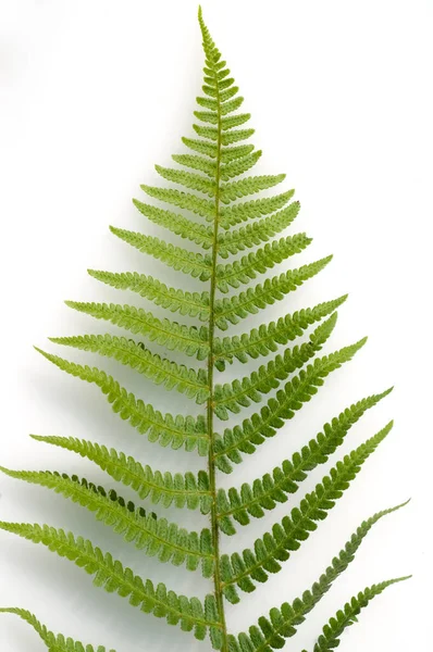 白い背景の上の緑のシダの葉 — ストック写真