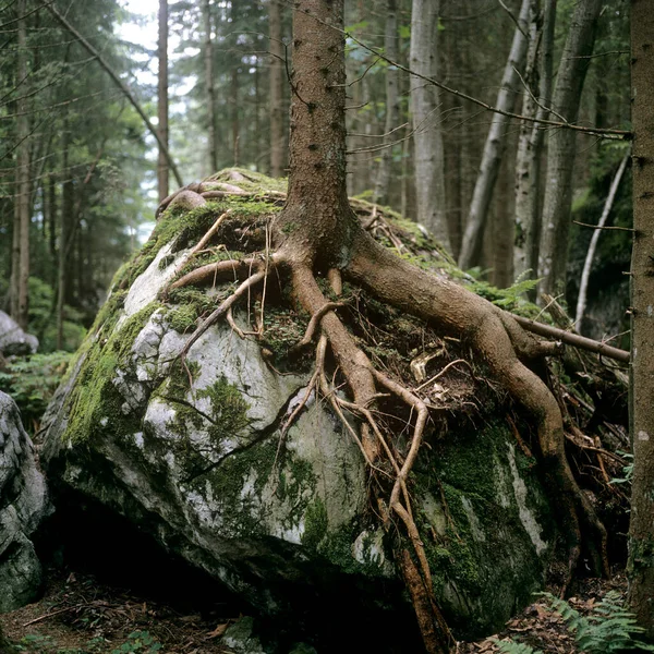 森の中の木の幹の垂直ショット — ストック写真