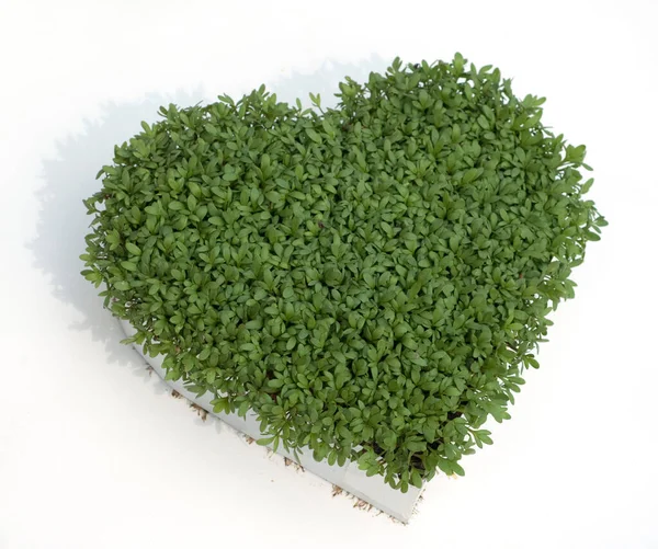 Kresseherz Kresse Gartenkresse Lepidium Sativum — Stock fotografie