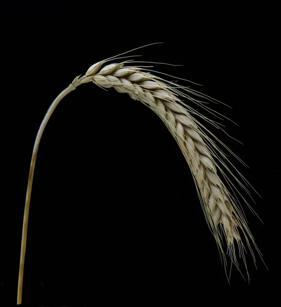 Espigas Trigo Aisladas Sobre Fondo Negro —  Fotos de Stock