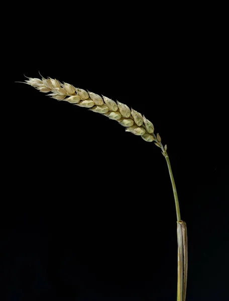 Weizen Weizen Triticum Aestivum Гетеборг — стоковое фото