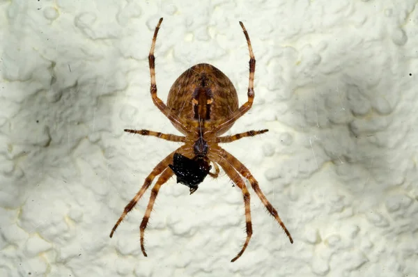 Perto Uma Aranha Fundo Branco — Fotografia de Stock