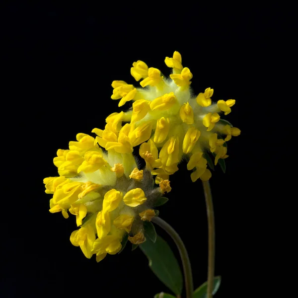 Žlutý Květ Údolí Státu Izrael — Stock fotografie