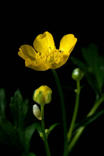 Mooie Gele Tulp Bloemen Zwarte Achtergrond — Stockfoto