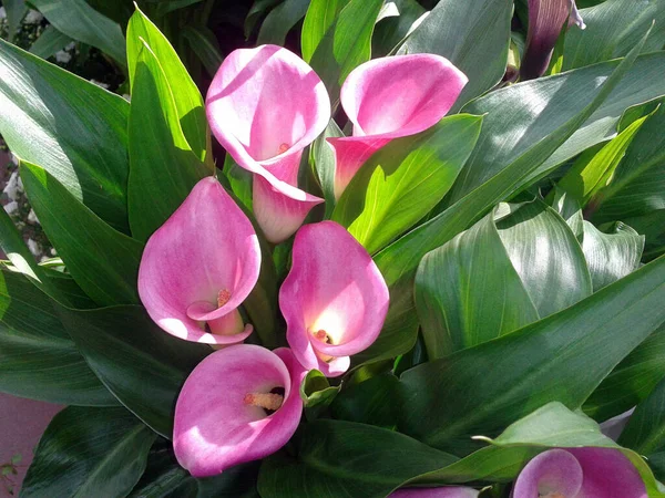Mooie Roze Tulpen Tuin — Stockfoto