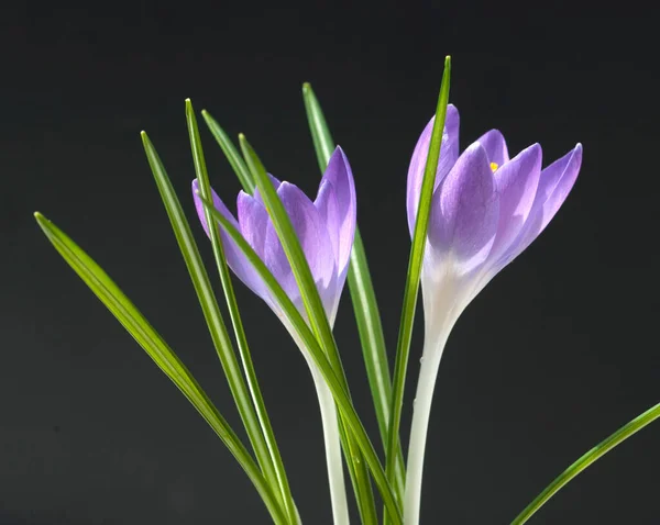 濃い背景の美しい紫色のクロッカスの花 — ストック写真