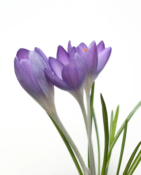 白い背景に孤立した紫色の花を咲かせます — ストック写真