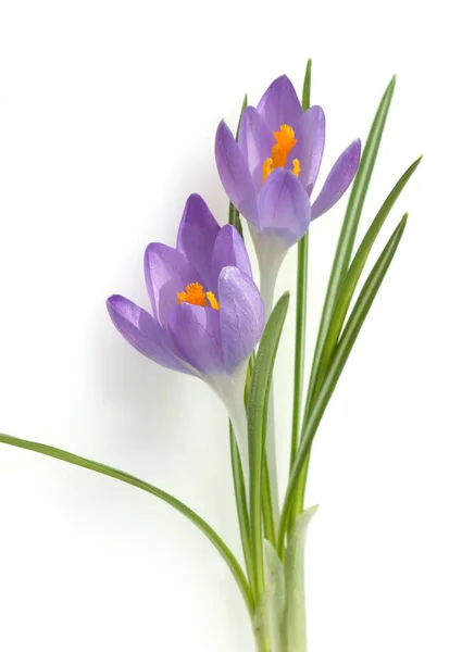 Gyönyörű Crocus Virágok Elszigetelt Fehér Background — Stock Fotó