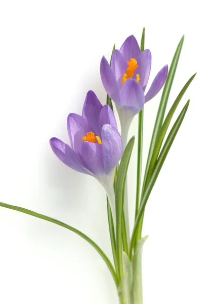 Prachtige Crocus Bloemen Geïsoleerd Witte Achtergrond — Stockfoto