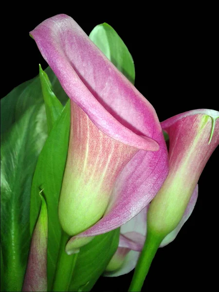 Hermoso Tulipán Rosa Sobre Fondo Negro — Foto de Stock