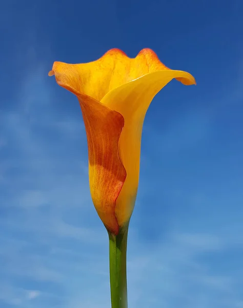 Zantedeschia Aethiopica Zimmercalla Calla — 图库照片