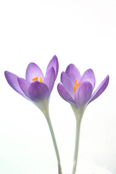 白い背景に孤立したクロッカスの花 — ストック写真