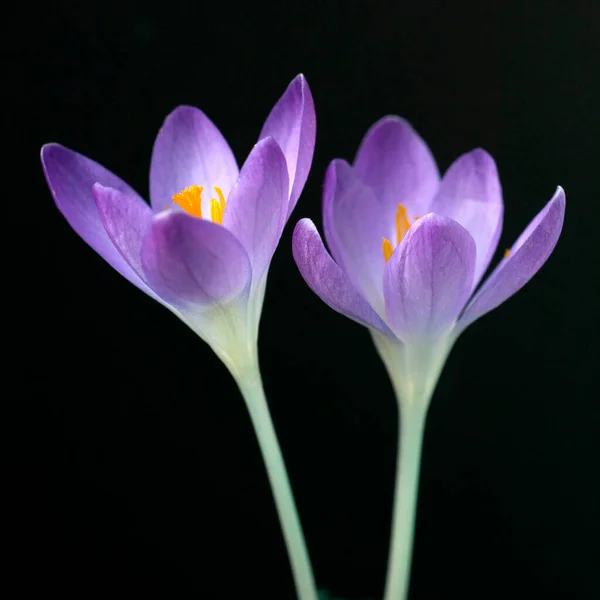 Belle Fleur Crocus Violet Sur Fond Noir — Photo