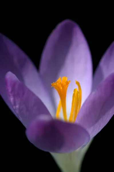 Beautiful Purple Crocus Flower — Stock Photo, Image