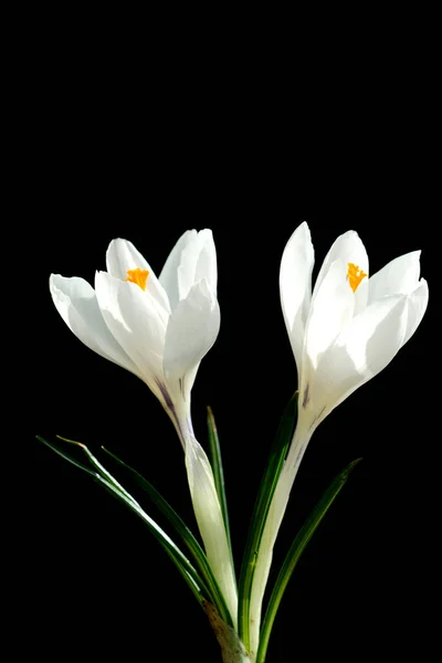 Bellissimi Fiori Tulipano Bianco Sfondo Nero — Foto Stock
