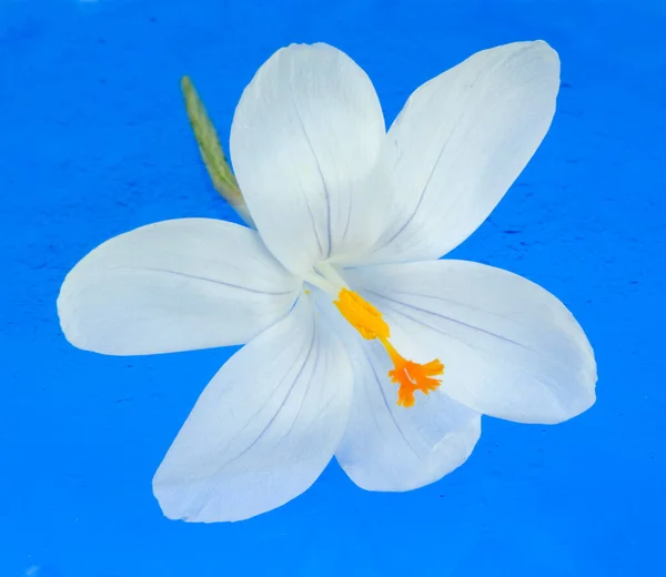 Bellissimo Fiore Bianco Sfondo Blu — Foto Stock