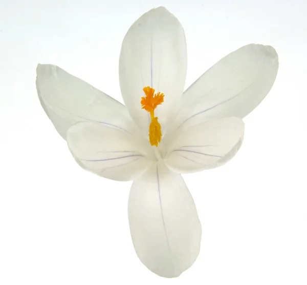 Bílá Květina Izolované Pozadí — Stock fotografie